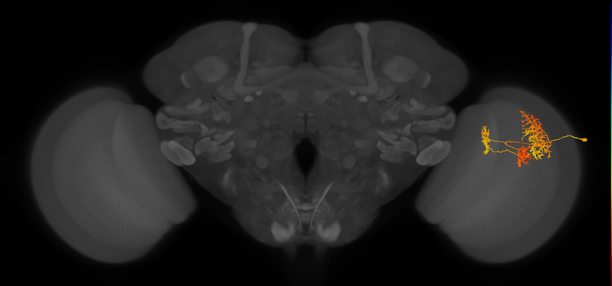 TmY16_R (MaleCNS:24616)