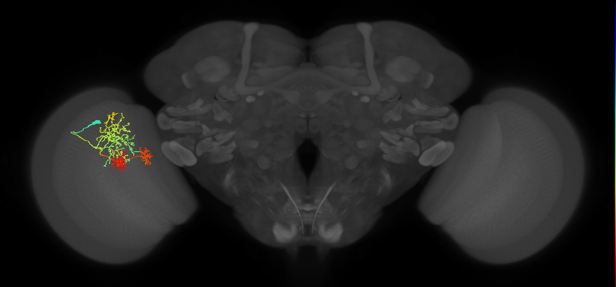TmY16_L (MaleCNS:18502)