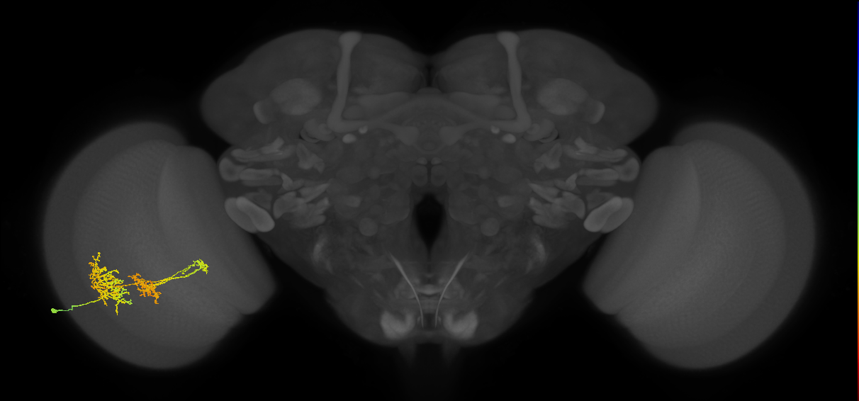 TmY16_L (MaleCNS:29972)