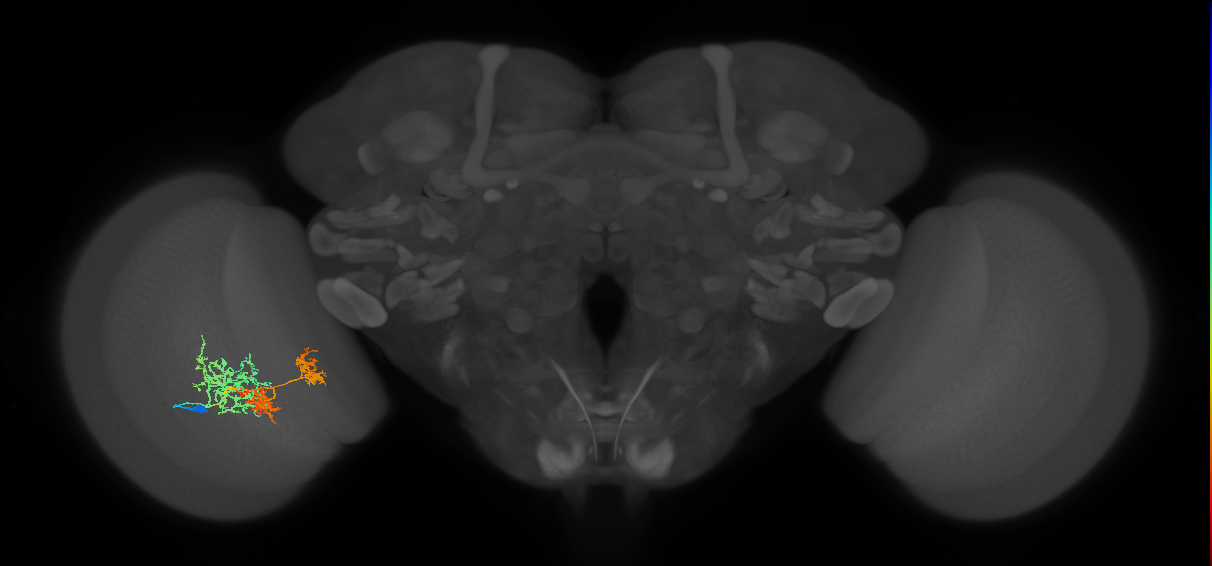 TmY16_L (MaleCNS:530427)