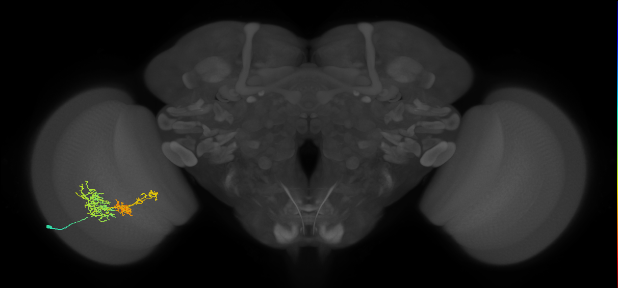 TmY16_L (MaleCNS:26678)