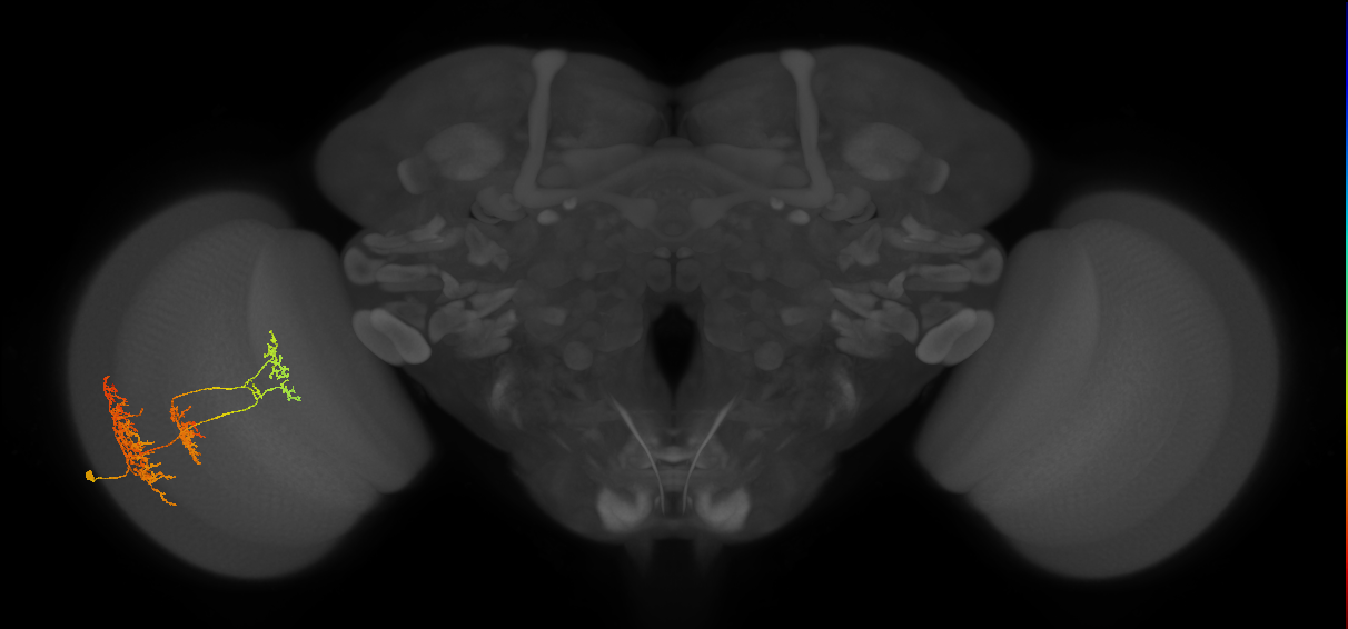 TmY16_L (MaleCNS:530402)