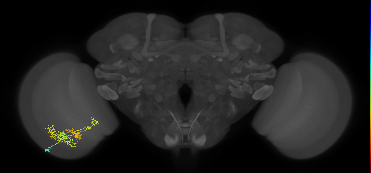 TmY16_L (MaleCNS:25109)