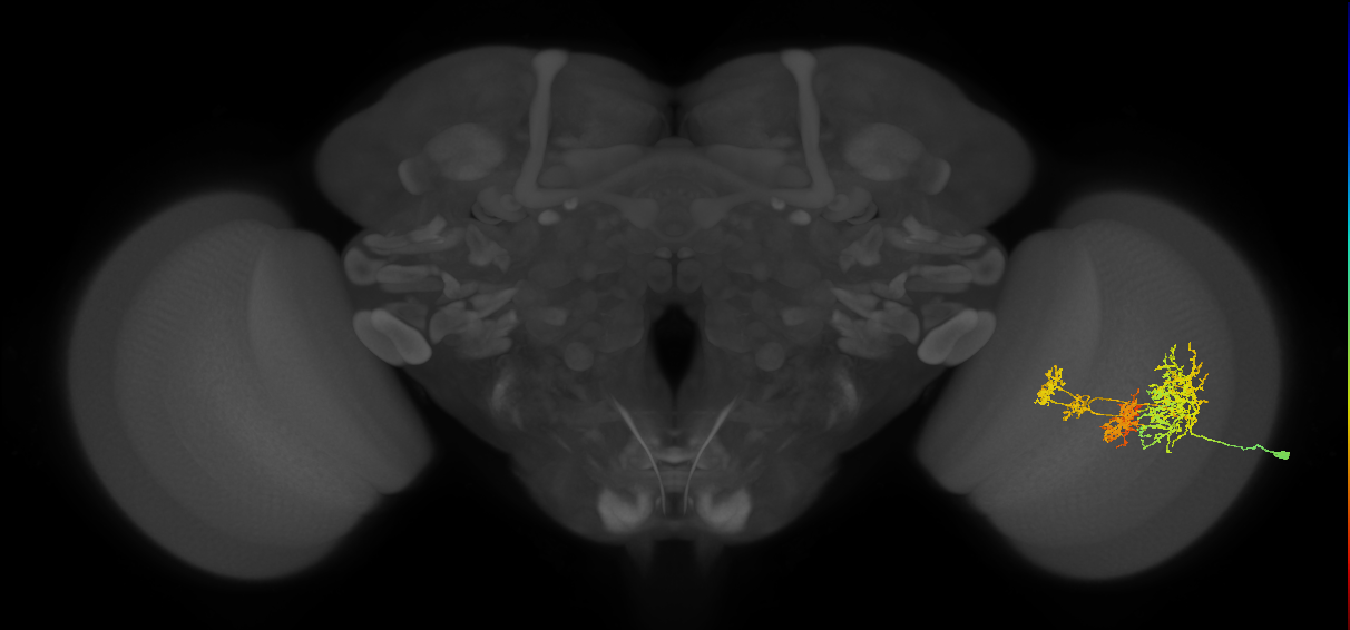 TmY16_R (MaleCNS:20761)