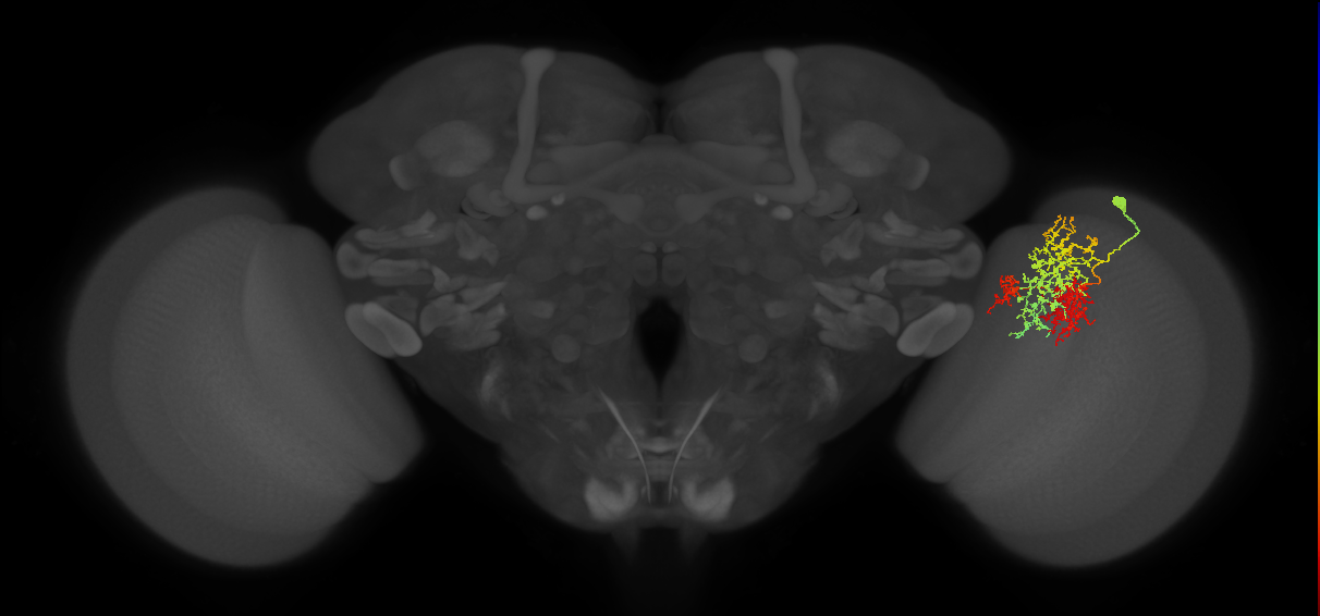 TmY16_R (MaleCNS:24351)