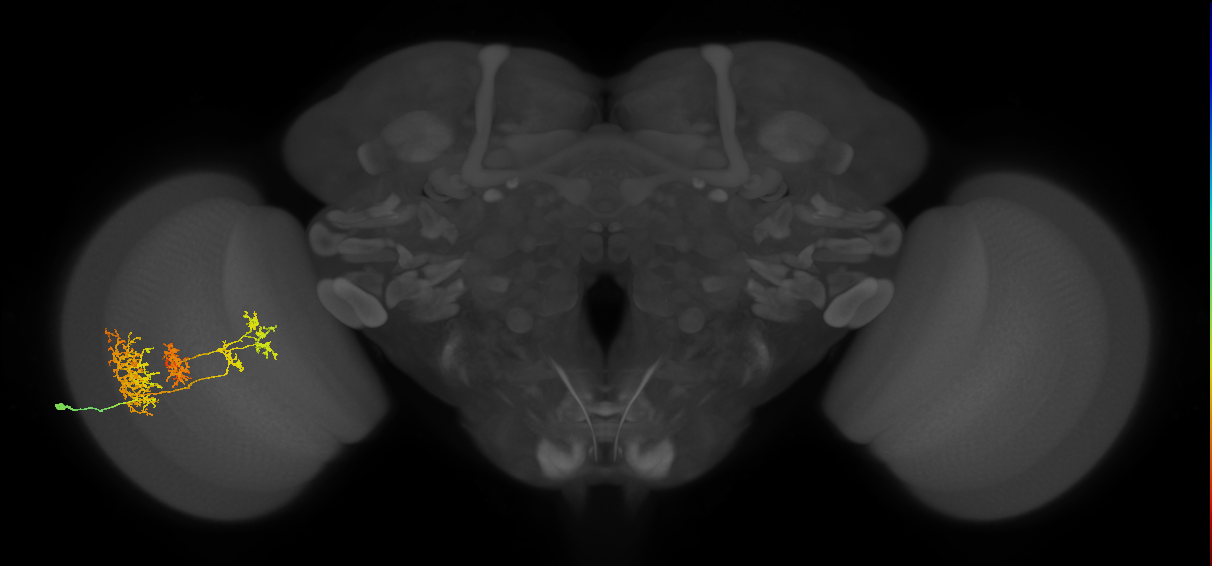 TmY16_L (MaleCNS:519810)
