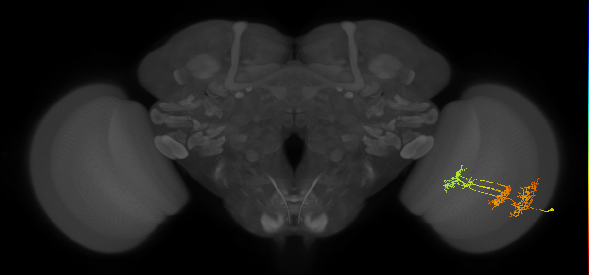 TmY16_R (MaleCNS:24443)