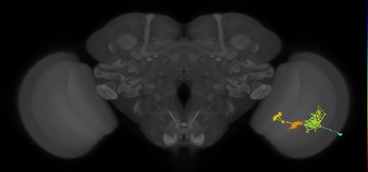 TmY16_R (MaleCNS:22267)