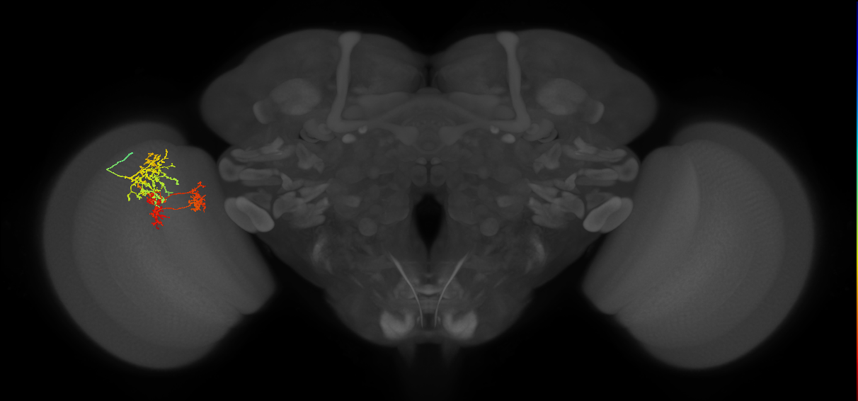 TmY16_L (MaleCNS:536344)