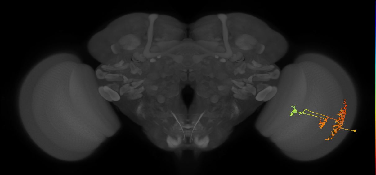 TmY16_R (MaleCNS:29733)