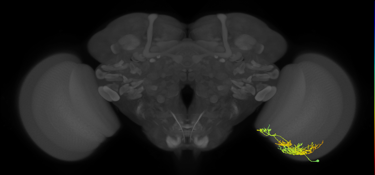 TmY16_R (MaleCNS:26979)