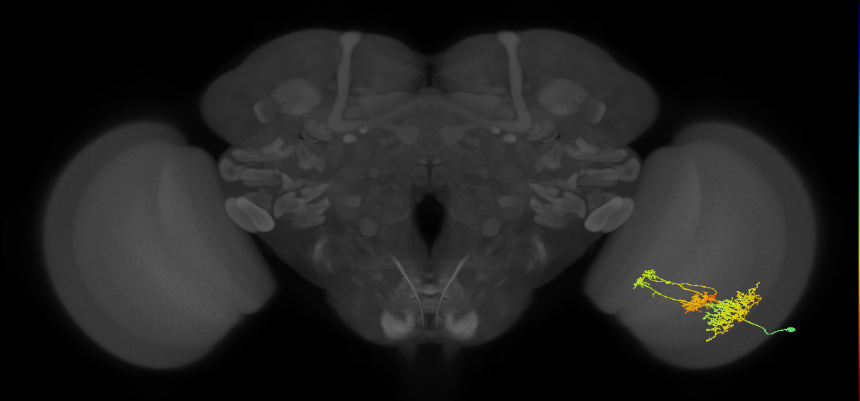 TmY16_R (MaleCNS:21307)