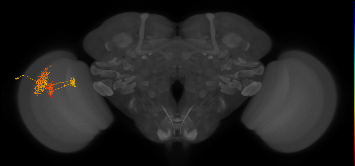 TmY16_L (MaleCNS:538032)