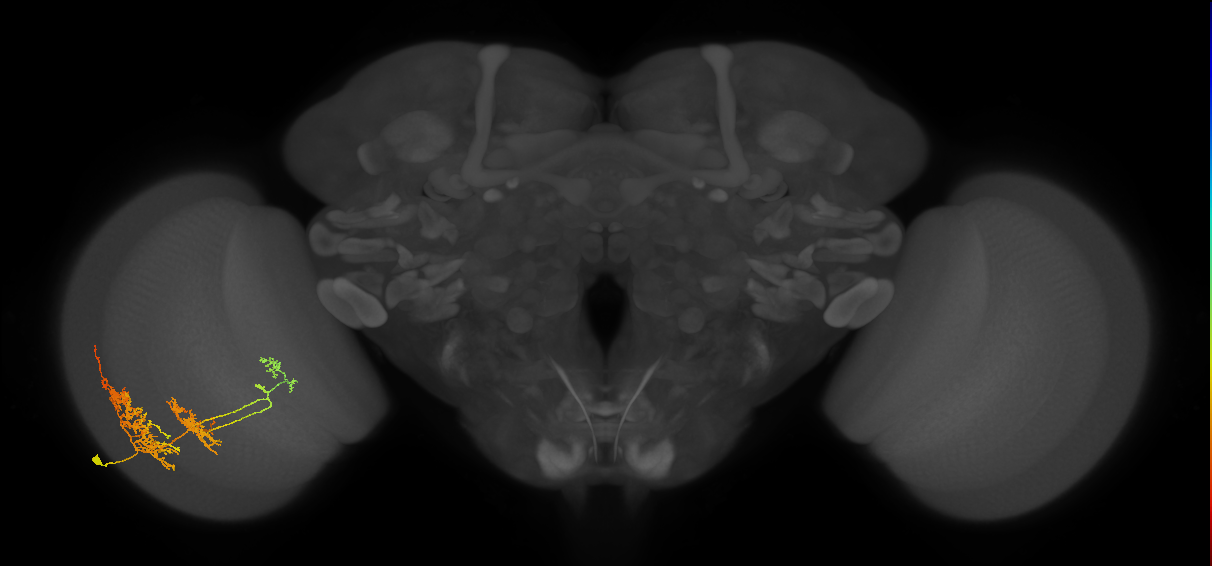 TmY16_L (MaleCNS:542259)