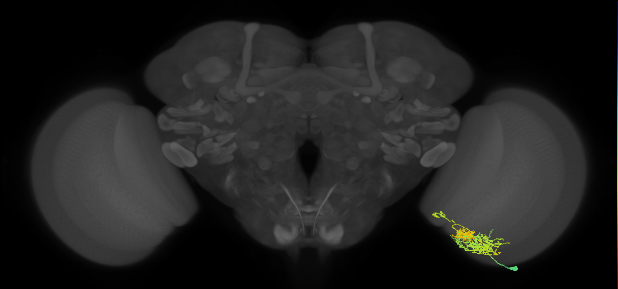TmY16_R (MaleCNS:26013)