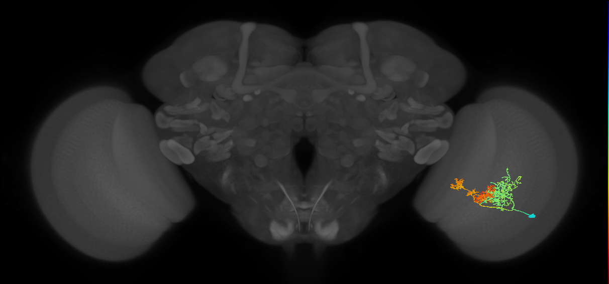 TmY16_R (MaleCNS:25164)