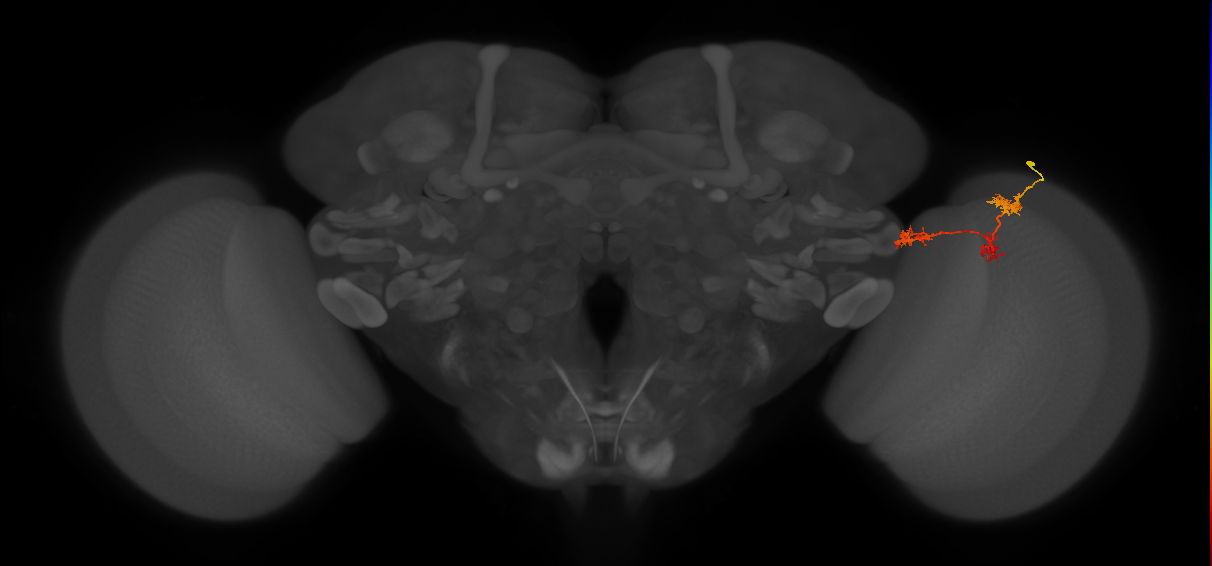 TmY17_R (MaleCNS:57837)