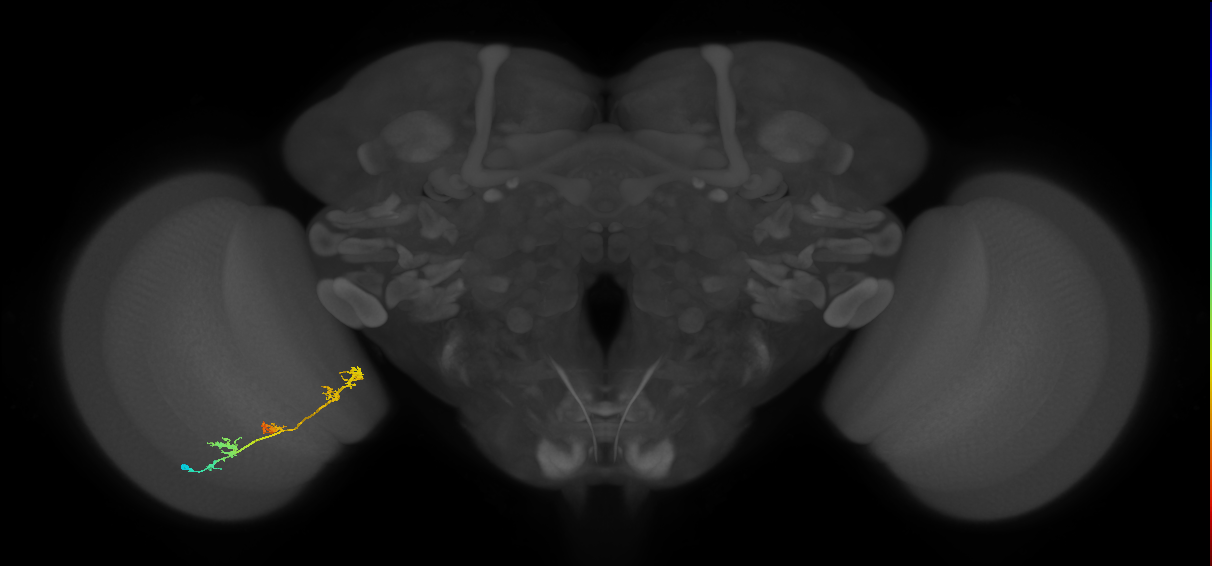 TmY17_L (MaleCNS:520329)