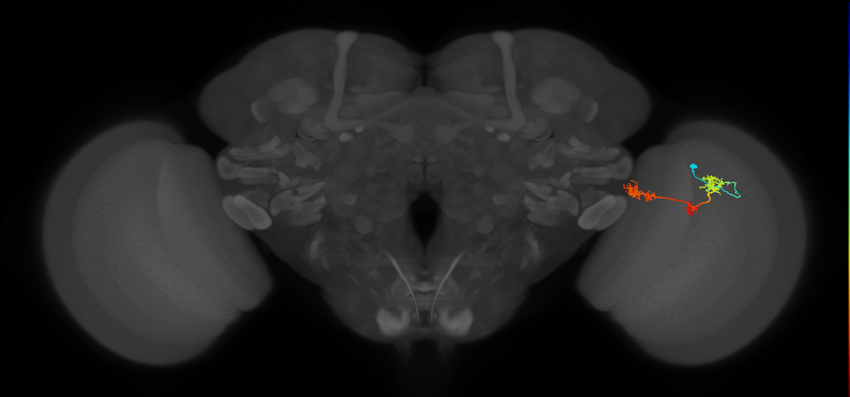 TmY17_R (MaleCNS:37836)