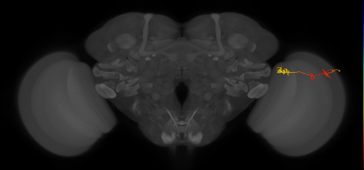 TmY17_R (MaleCNS:52444)