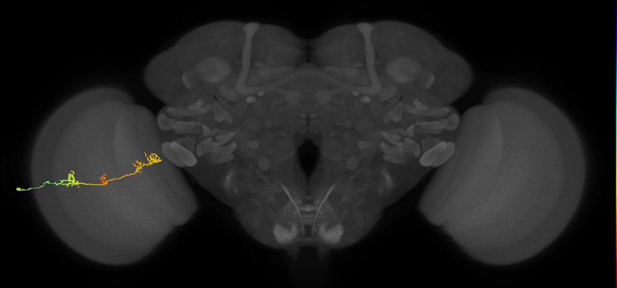 TmY17_L (MaleCNS:46609)