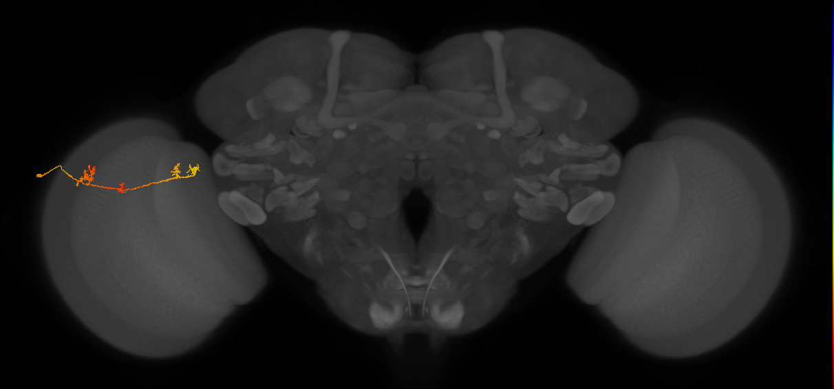 TmY17_L (MaleCNS:48695)