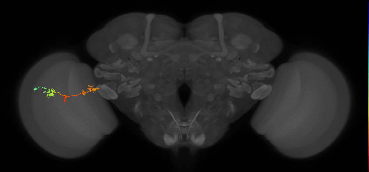 TmY17_L (MaleCNS:37931)