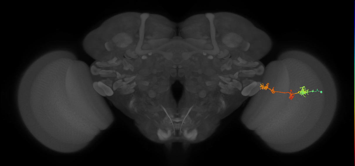 TmY17_R (MaleCNS:38849)