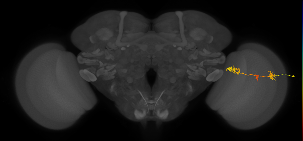 TmY17_R (MaleCNS:30608)