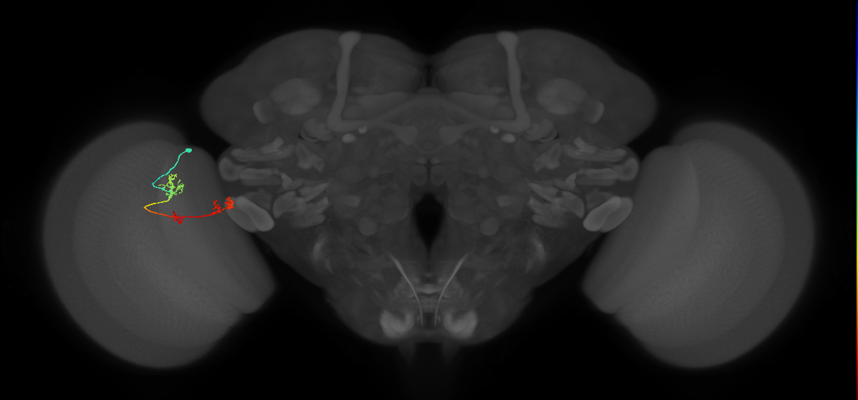 TmY17_L (MaleCNS:515818)