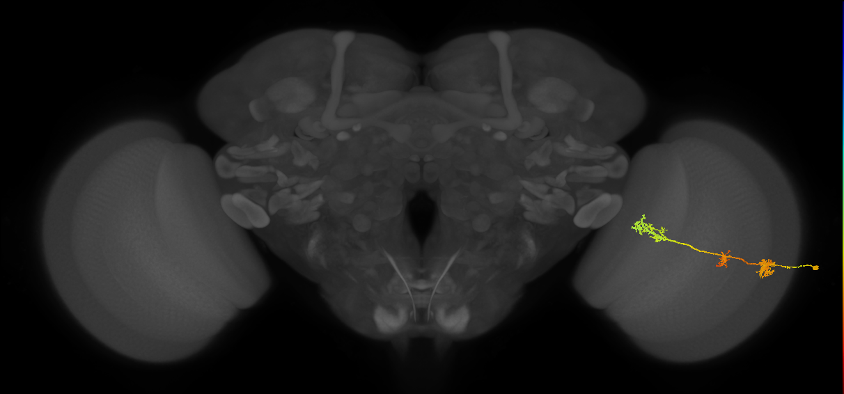 TmY17_R (MaleCNS:47777)