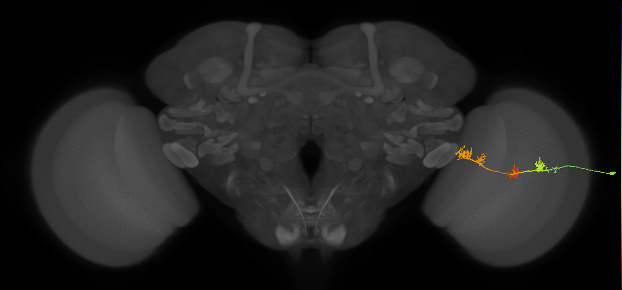 TmY17_R (MaleCNS:45377)