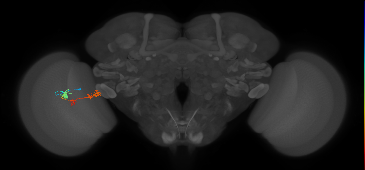 TmY17_L (MaleCNS:533711)