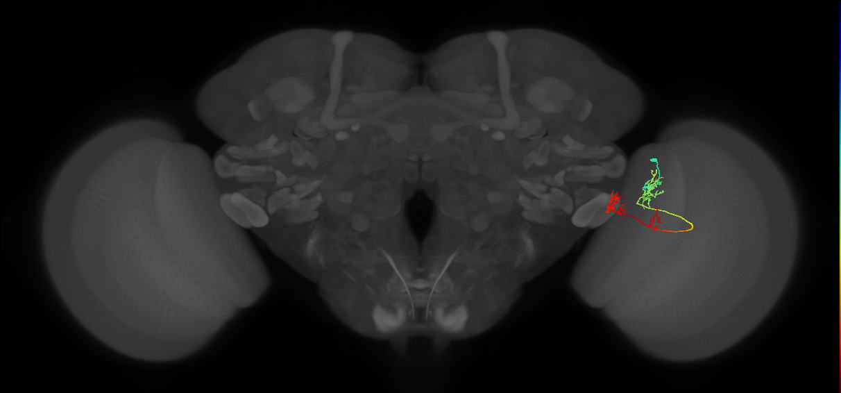 TmY17_R (MaleCNS:58065)