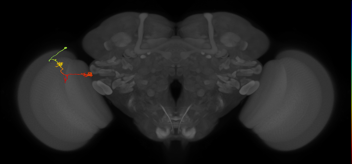 TmY17_L (MaleCNS:42090)