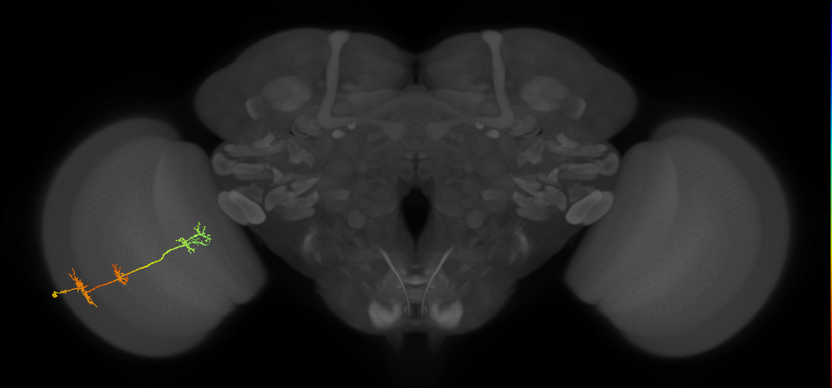 TmY17_L (MaleCNS:36759)