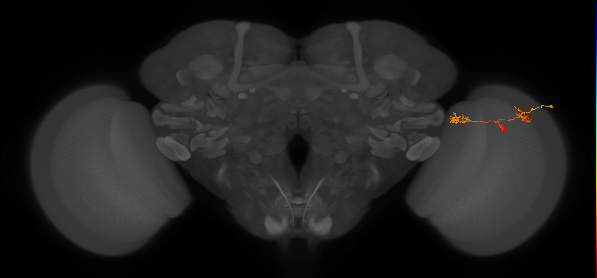 TmY17_R (MaleCNS:59079)