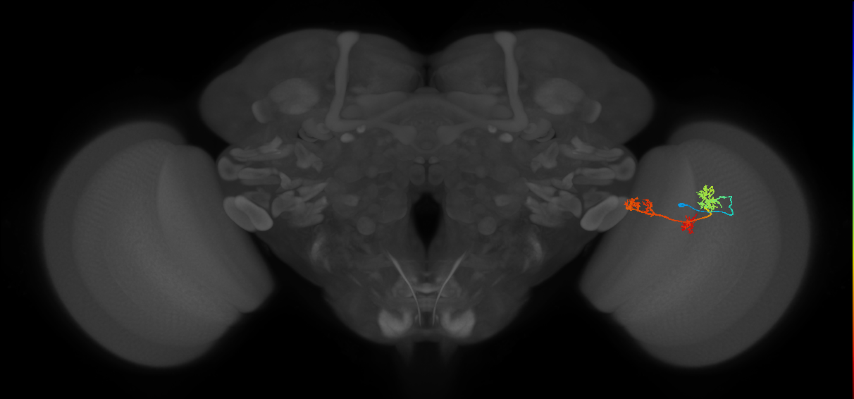 TmY17_R (MaleCNS:39272)