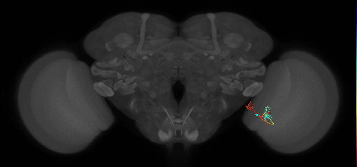 TmY17_R (MaleCNS:64657)