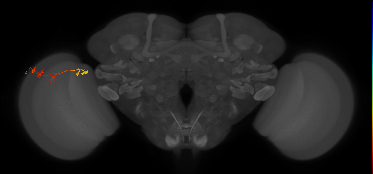 TmY17_L (MaleCNS:56426)