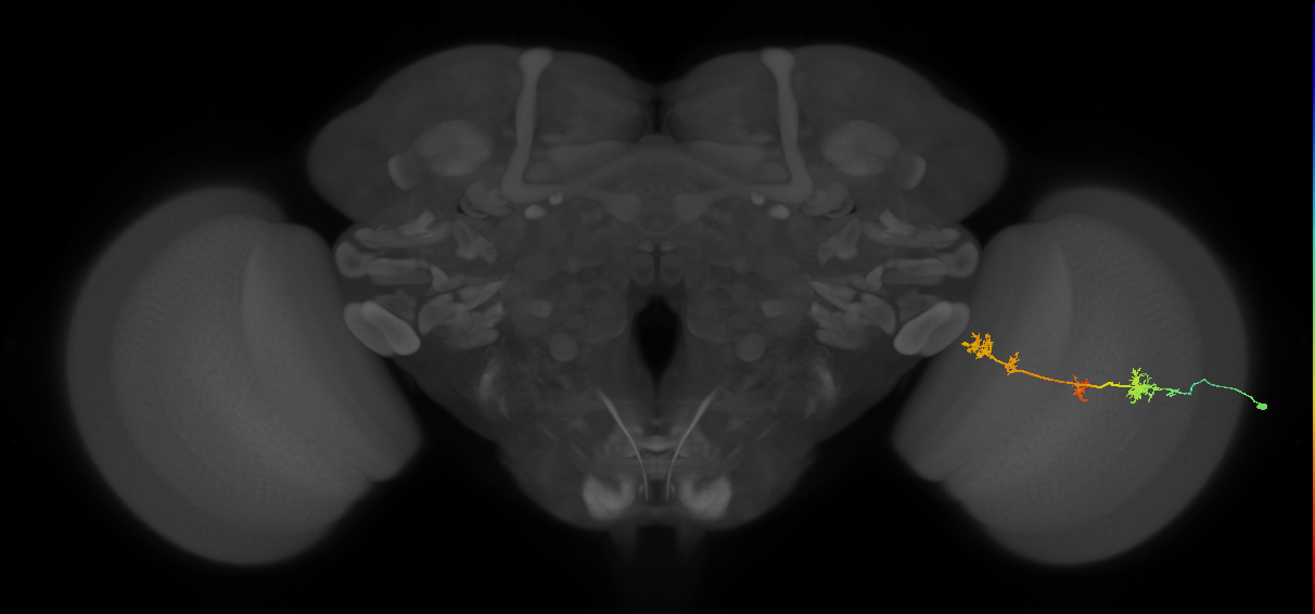 TmY17_R (MaleCNS:40461)