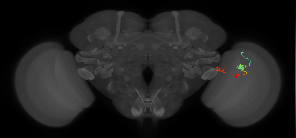 TmY17_R (MaleCNS:46620)