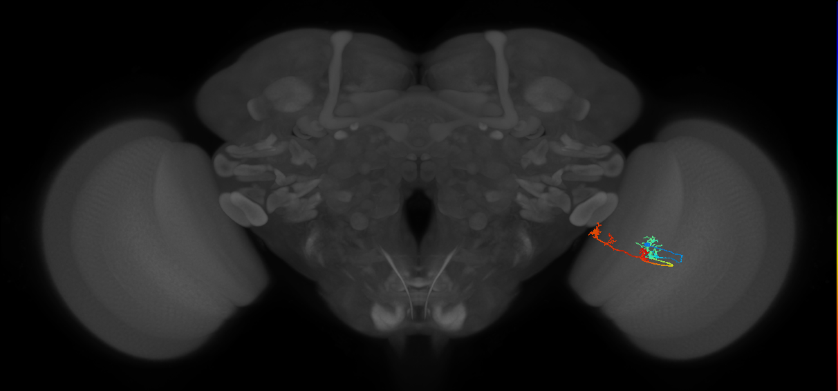 TmY17_R (MaleCNS:51524)