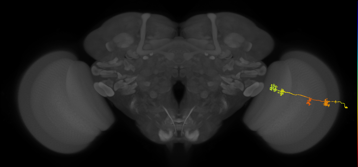 TmY17_R (MaleCNS:38994)