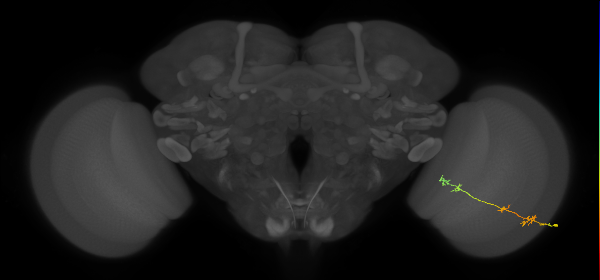 TmY17_R (MaleCNS:51041)