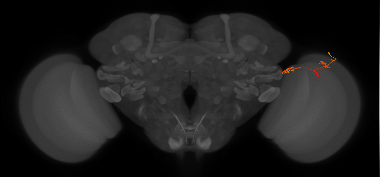 TmY17_R (MaleCNS:64461)