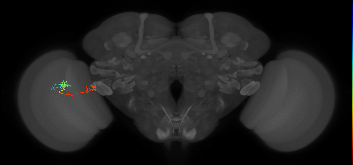 TmY17_L (MaleCNS:531959)