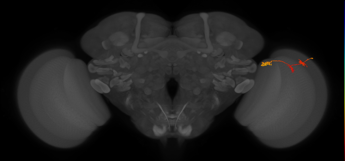 TmY17_R (MaleCNS:58993)