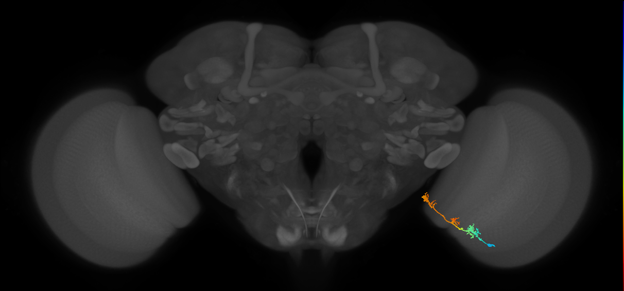TmY17_R (MaleCNS:55742)