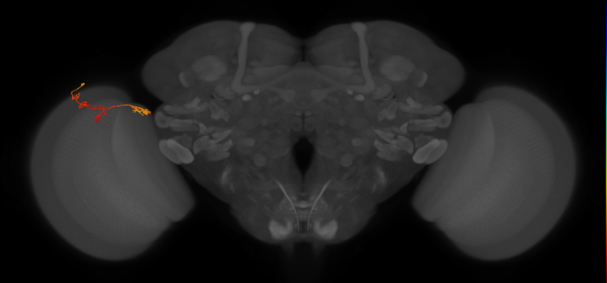 TmY17_L (MaleCNS:66727)
